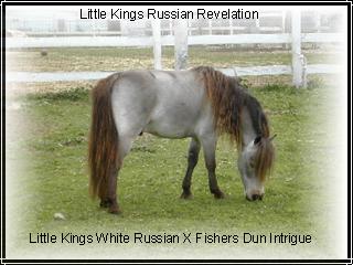 Little Kings Russian Revelation